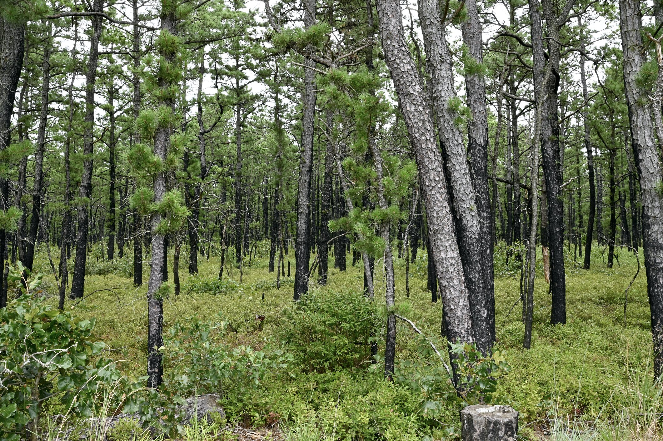 Pinelands Commission Blocks Manchester Zoning Change as Council Repeals Townhouse Ban