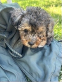 Puppy snatched after suspect knocks on DC home door