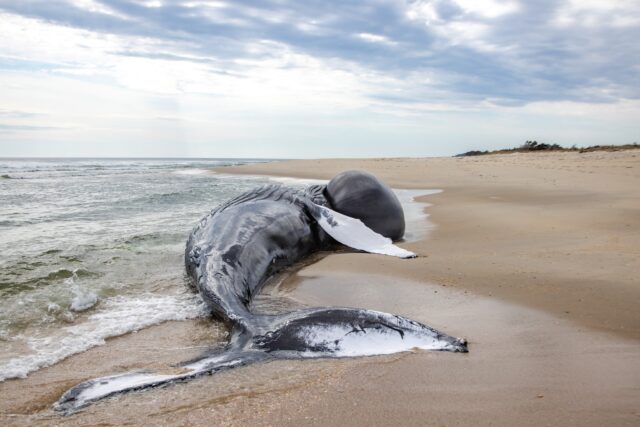 Humpback whale washes ashore at sandy hook as response teams mobilize