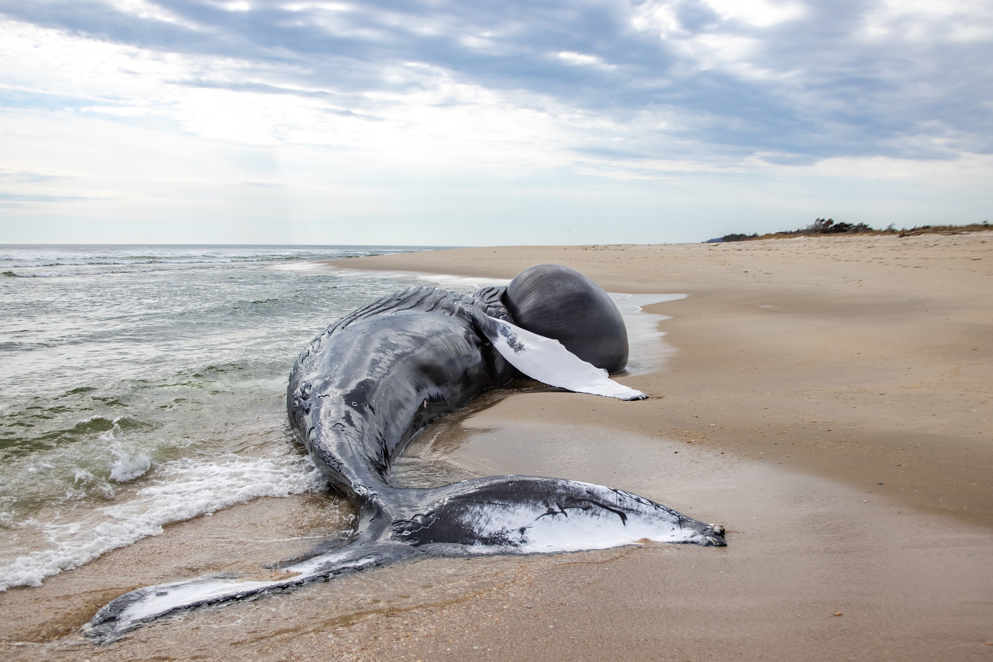 Humpback whale washes ashore at sandy hook as response teams mobilize