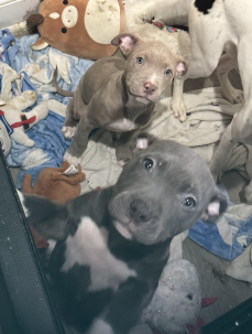 Puppy heist in DC as two young pups stolen from home