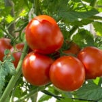 Ripe red tomatoes clustered on the vine amid green leaves and stems in a garden setting