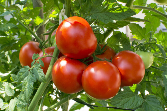 Ripe red tomatoes clustered on the vine amid green leaves and stems in a garden setting