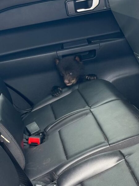 State troopers rescue abandoned bear cub found along i-78 in union township State troopers rescue abandoned bear cub found along i-78 in union township