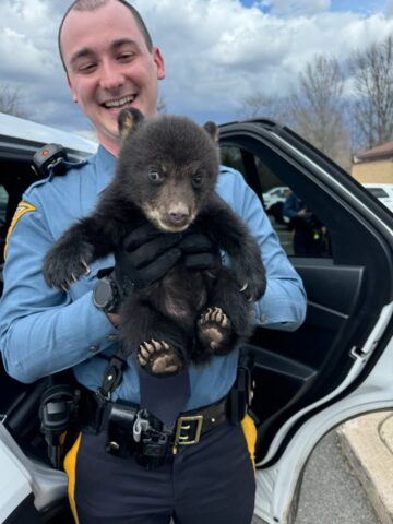 Troopers rescue abandoned bear cub found alone along busy new jersey highway