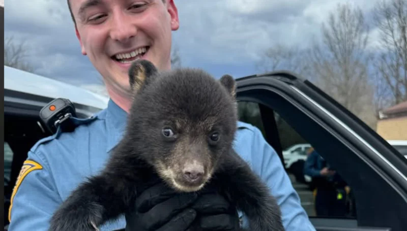 State troopers rescue abandoned bear cub found along i-78 in union township