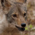 Close-up of a wolf-like canine with amber eyes and a wet, slightly open mouth in a wooded setting.