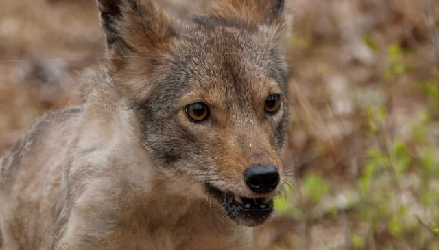 Close-up of a wolf-like canine with amber eyes and a wet, slightly open mouth in a wooded setting.
