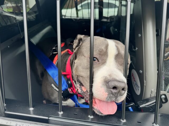 Loose pit bull mix found in hackensack prompts police search for owner
