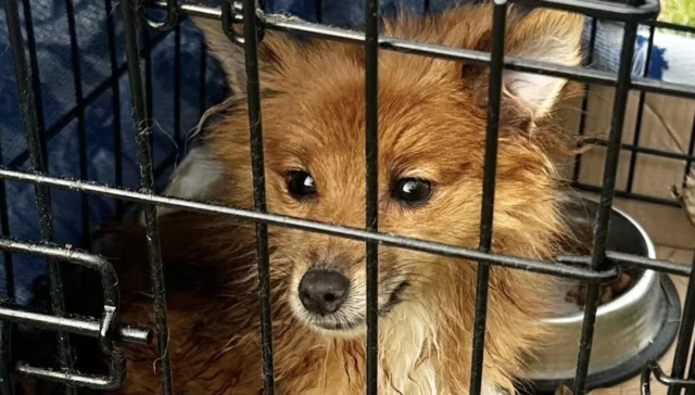 Abandoned, emaciated dog found in marlboro sparks rescue and investigation