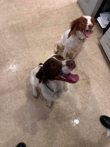 Two dogs found wandering ocean township neighborhood as police seek owner