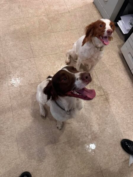 Two dogs found wandering ocean township neighborhood as police seek owner