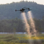 Quadcopter drone spraying liquid over a sunflower field with a hillside in the background at dusk.