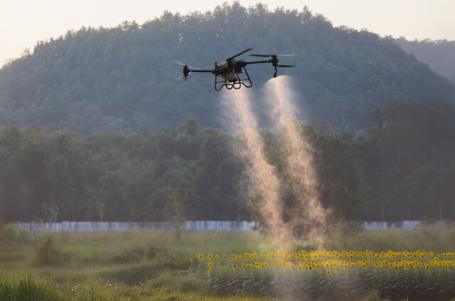 Quadcopter drone spraying liquid over a sunflower field with a hillside in the background at dusk.