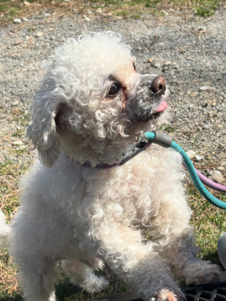Little dog needs break as rescue searches for foster