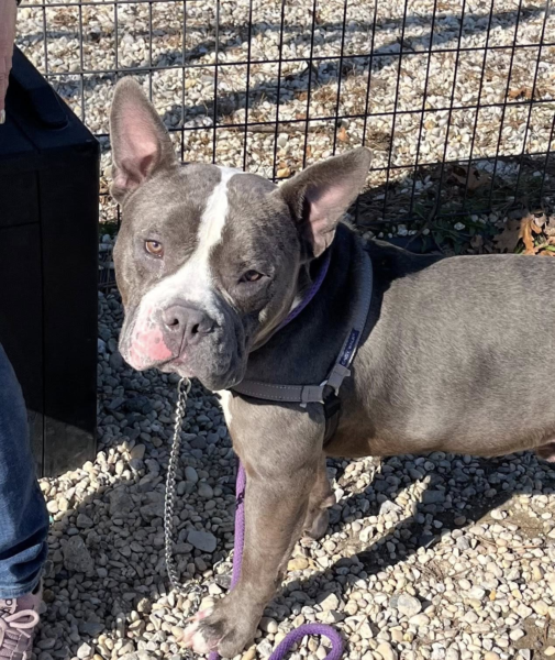 Shelter dog with clean record still waiting for way out Shelter dog with clean record still waiting for way out