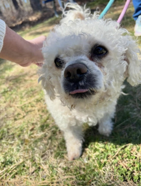 Small dog overwhelmed in jackson shelter needs rescue Small dog overwhelmed in jackson shelter needs rescue