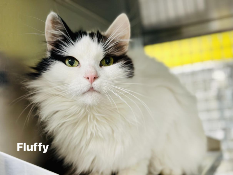 Dozens of adorable kitties hit jackson adoption floor as shelter opens doors for same day take home