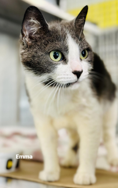 Dozens of adorable kitties hit jackson adoption floor as shelter opens doors for same day take home