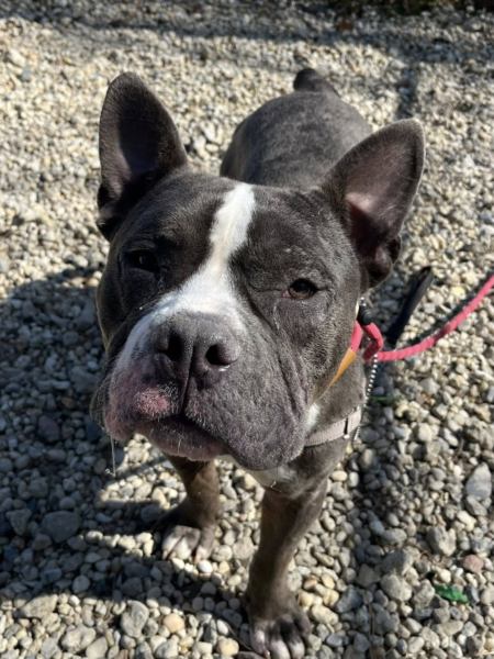 Urgent rescue plea issued for four overlooked shelter dogs Urgent rescue plea issued for four overlooked shelter dogs