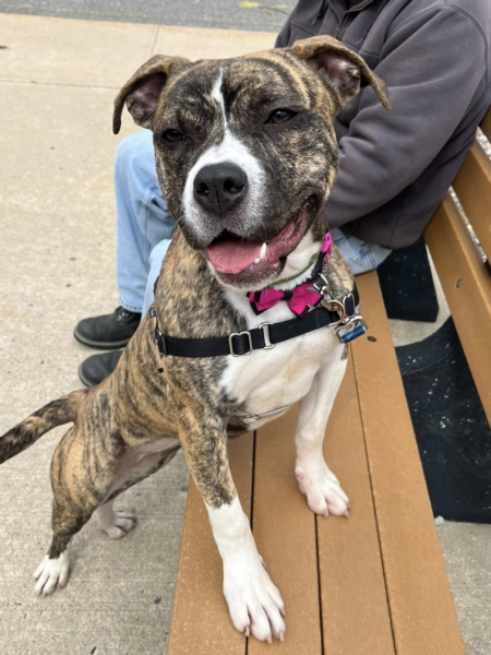 Urgent rescue plea issued for four overlooked shelter dogs Urgent rescue plea issued for four overlooked shelter dogs