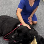 A person in a blue dress kneels on a gray carpet and pats a large black dog lying beside her, with a red leash nearby.