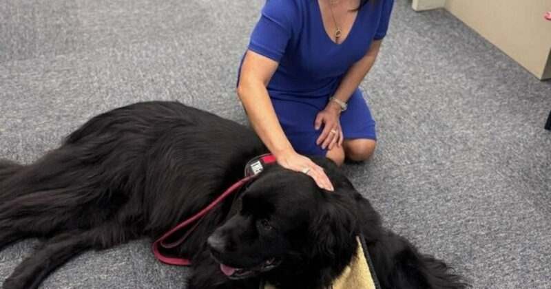 A person in a blue dress kneels on a gray carpet and pats a large black dog lying beside her, with a red leash nearby.
