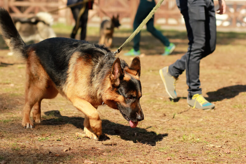 Lancaster county da awards $19k to launch ephrata police k9 unit, patrols expected by november Lancaster county da awards $19k to launch ephrata police k9 unit, patrols expected by november