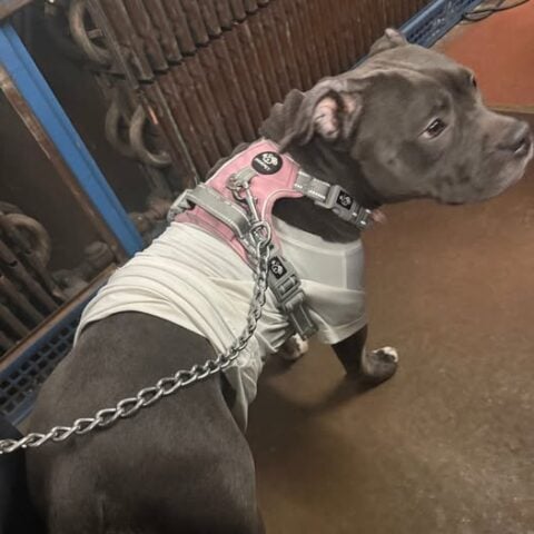 Found dog in yonkers on easter sunday prompts search for owner
