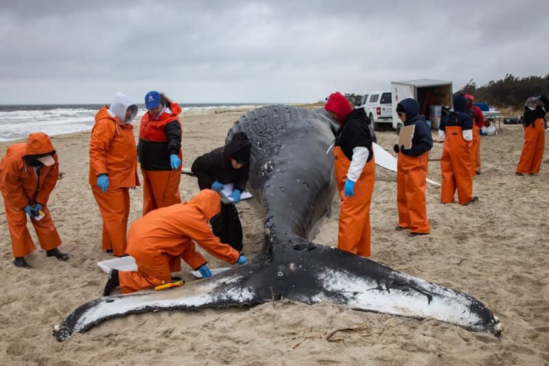 Young humpback whale found dead at sandy hook shows signs of vessel impact