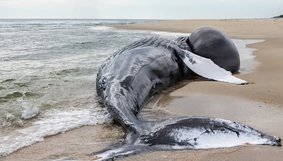 Dead humpback whale found at sandy hook as offshore wind work resumes