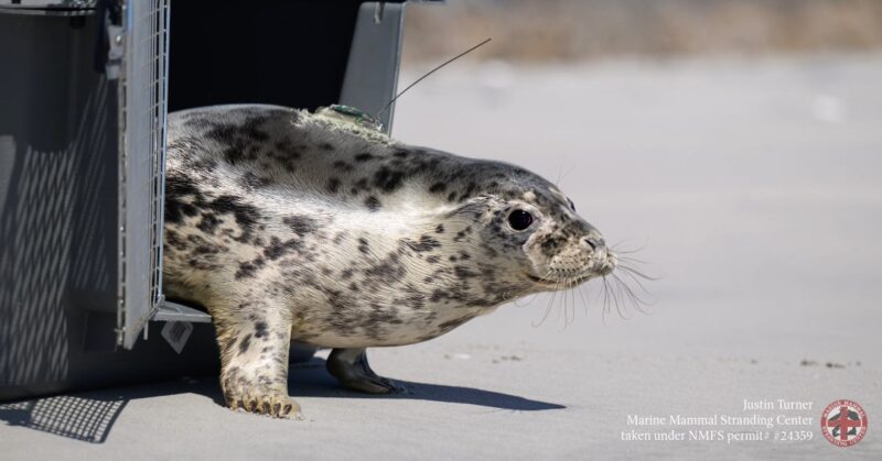 Rescued seal found on new jersey road sick during blizard returns to ocean after rehab