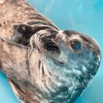 Seal lying on a blue surface, seen from above, with whiskers and gray fur visible. Note: the seal’s eye is toward the camera.