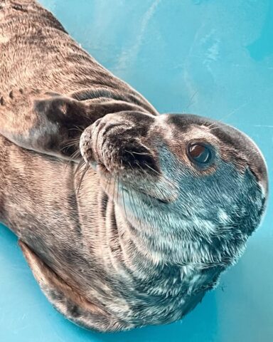 Seal lying on a blue surface, seen from above, with whiskers and gray fur visible. Note: the seal’s eye is toward the camera.