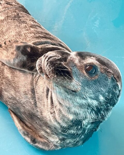 Seal lying on a blue surface, seen from above, with whiskers and gray fur visible. Note: the seal’s eye is toward the camera.