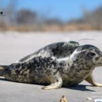 Harbor seal resting on a sandy beach beside a rescue crate, with a green tag on its back and a yellow tag on its rear flipper.