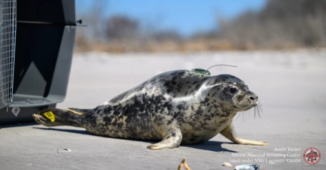 Harbor seal resting on a sandy beach beside a rescue crate, with a green tag on its back and a yellow tag on its rear flipper.