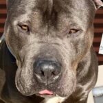Close-up of a gray pit bull's face looking at the camera, with a small pink tongue showing and a collar visible.