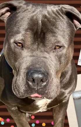Close-up of a gray pit bull's face looking at the camera, with a small pink tongue showing and a collar visible.