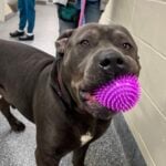 Heartbroken staff say giant shelter dog urgently needs rescue Heartbroken staff say giant shelter dog urgently needs rescue