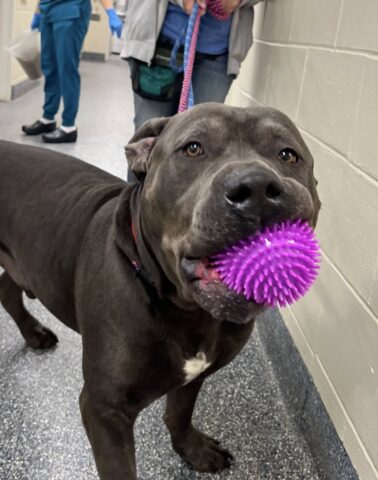 Heartbroken staff say giant shelter dog urgently needs rescue