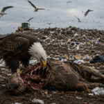 Officials discover source of mystery illness making new jersey bald eagles sick