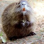 Rabid angry beaver attacks boy, multiple people at new jersey lake