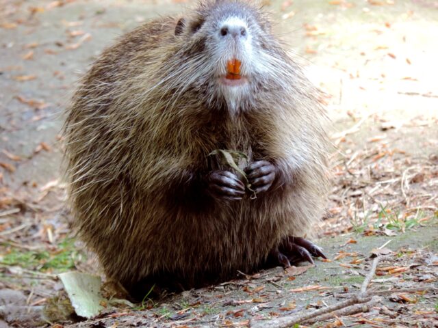 Rabid angry beaver attacks boy, multiple people at new jersey lake