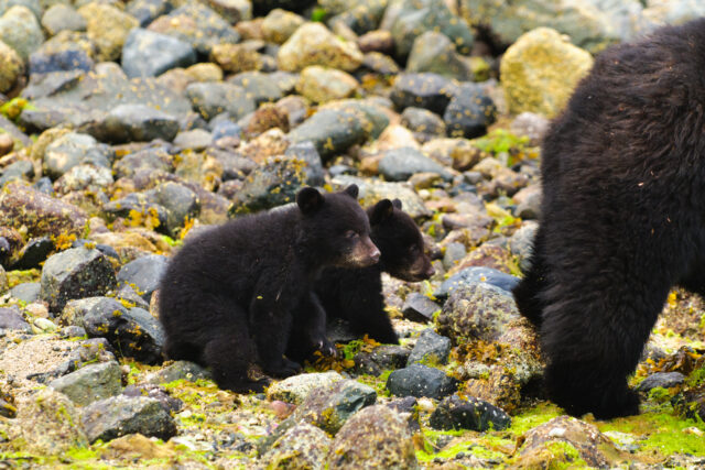 Mother bear, 4 cubs turn quiet new jersey backyard into rare new jersey wildlife scene