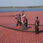 Cranberry farmers in a cranberry bog.