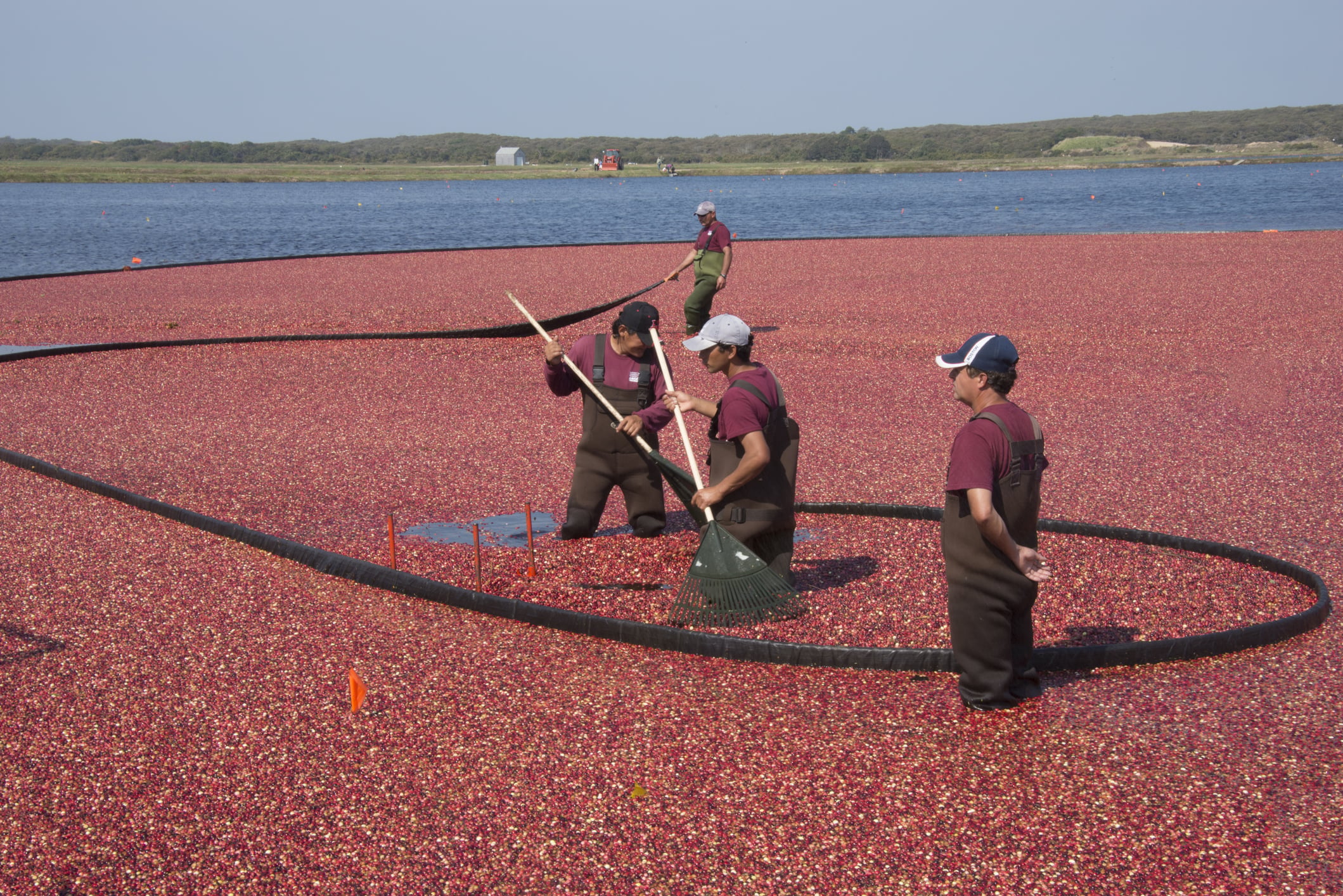 Cranberry farmers in a cranberry bog.