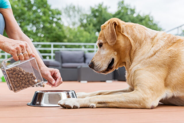 New jersey bills target rising pet food costs with tax breaks and $400k assistance program