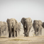 Us big-game hunter ernie dosio killed by charging elephant herd during gabon safari