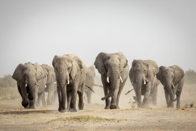Us big-game hunter ernie dosio killed by charging elephant herd during gabon safari